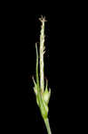 Wildenow's sedge